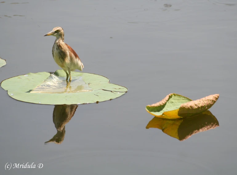 Tâm không vướng mắc